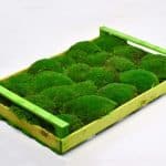 Cushion-Moss-Green